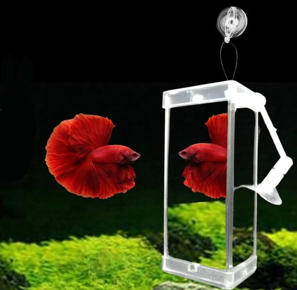 Animaux Rumble Fish Betta Training Mirror with Frame, Floating Ball, and Suction Cup for Fin Display and Physical Exercise (DYJ-1