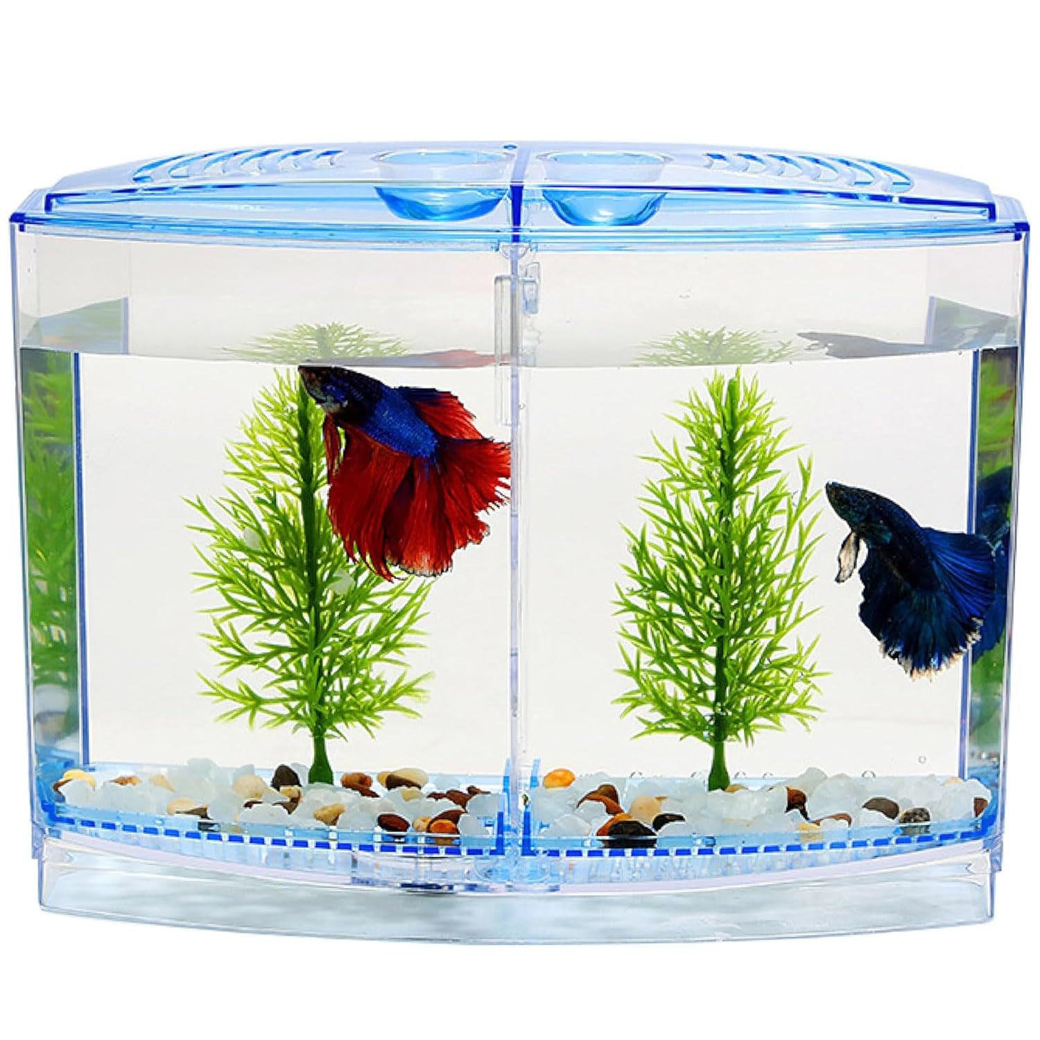 Animaux Betta Fish Tank with 2 compartments | Fighter Fish Tank with partition | Suitable only for Small Fishes