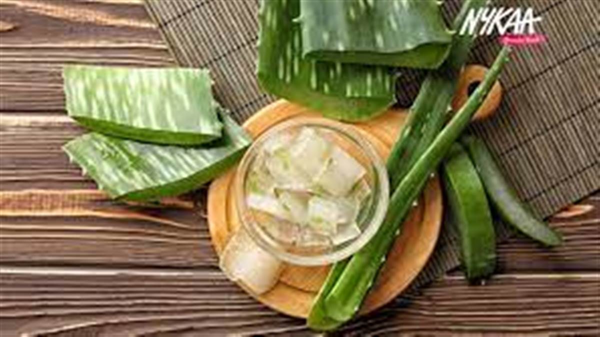 सर्दियों में रूखे और बेजान बालों पर इन 3 तरीकों से लगाएं एलोवेरा, दूर हो जाएगी समस्या
